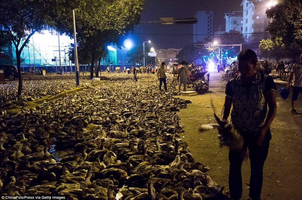 Từ tập tục này, cứ đến dịp lễ Vu Lan, một cảnh tượng thú vị lại xuất hiện ở thành phố Liễu Châu, khi hàng trăm nghìn con vịt được tập kết trên đường phố để bán cho người cúng lễ. Ảnh: Getty.