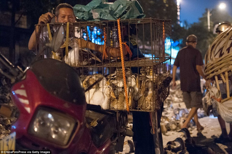 Do tục lệ này, cứ sau mỗi mùa Vu Lan, "dân số" loài vịt ở Quảng Tây lại giảm đáng kế. Và các cơ sở chăn nuôi vịt lại rục rịch chuẩn bị cho một mùa lễ kế tiếp. Ảnh: Getty.