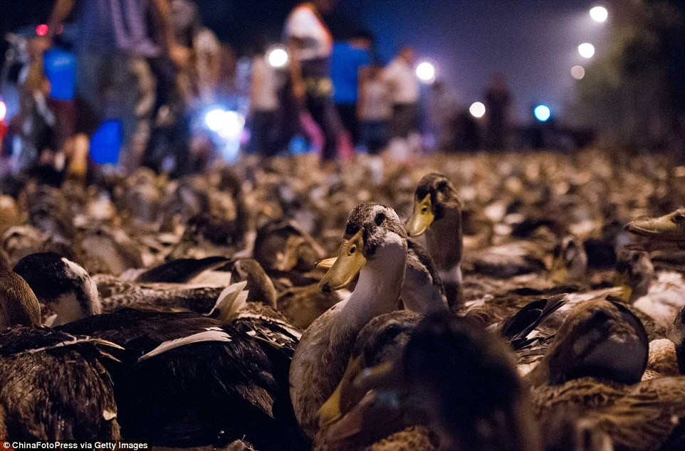 Theo quan niệm của người dân Quảng Tây, các linh hồn thường đứng trên mình vịt, nhờ vịt cõng mà có thể tự do đi lại giữa âm thế và dương gian. Dâng cúng vịt chính là cách gửi phương tiện đi lại cho linh hồn. Ảnh: getty.