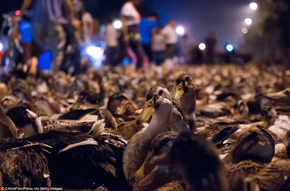 Theo quan niệm của người dân Quảng Tây, các linh hồn thường đứng trên mình vịt, nhờ vịt cõng mà có thể tự do đi lại giữa âm thế và dương gian. Dâng cúng vịt chính là cách gửi phương tiện đi lại cho linh hồn. Ảnh: getty.