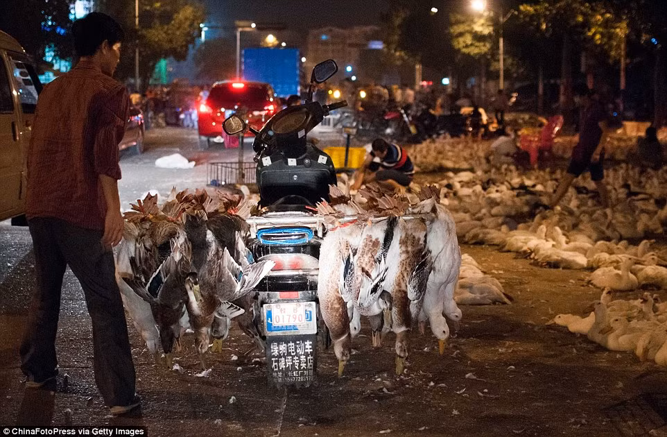 Vi sao co tuc giet vit cung le dip Tet Vu Lan?