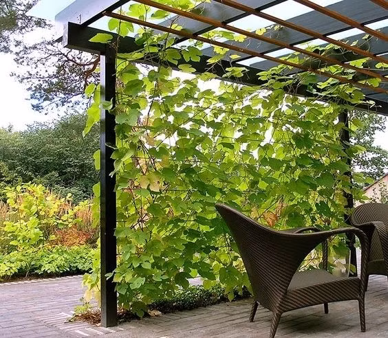 Vẻ đẹp khó cưỡng của khu vườn xanh um, mát mắt.