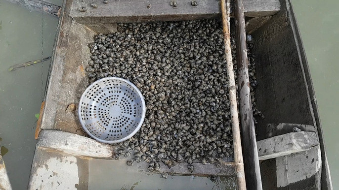 Tuyet chieu bat oc dang kiem tien trieu moi ngay cua lao nong mien Tay-Hinh-3