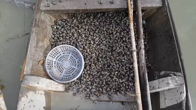 Tuyet chieu bat oc dang kiem tien trieu moi ngay cua lao nong mien Tay-Hinh-3