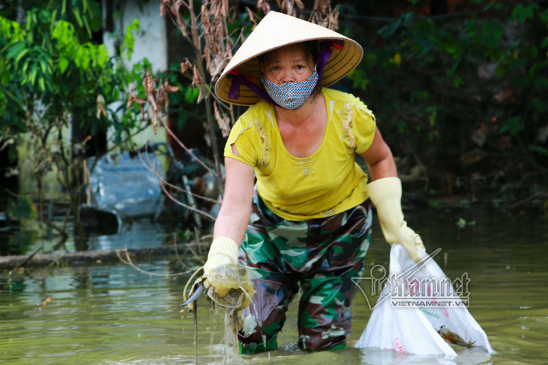 Bà Nguyễn Thị Huyền, người dân thôn Nam Hài kể: "Mấy ngày nay, tôi phải lội xuống sân trước nhà để vớt rác cho vào bao tải đem đi vứt. Rác ở đây đủ các loại, từ túi ni-lon đến xác động vật đang phân hủy, các vật dụng bằng gỗ, nhựa". Ảnh: Bà Huyền (thôn Nam Hài) vớt rác cho vào bao tải rồi đem đi tập kết chỗ khác