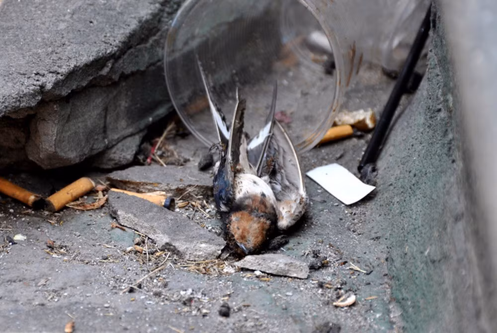 4. Phóng sinh theo kiểu hùa theo số đông, mang tính lễ nghi hình thức, không có thiện niệm khi thực hiện cũng là hành vi sai lạc với bản chất của việc phóng sinh. Ảnh: Ngôi Sao.