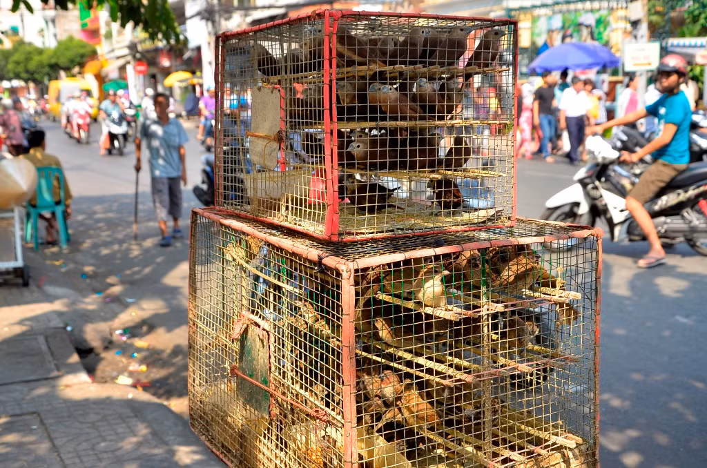 1. Ngày nay, săn bắt chim, cá... ngoài thiên nhiên để bán cho người phóng sinh đã trở thành một nghề. Có nhiều người còn bắt những động vật vừa được phóng sinh để bán lại lần nữa. Mua vật phóng sinh từ những người này là tiếp tay cho hành vi hủy hoại môi sinh của họ. Ảnh: Dân trí.