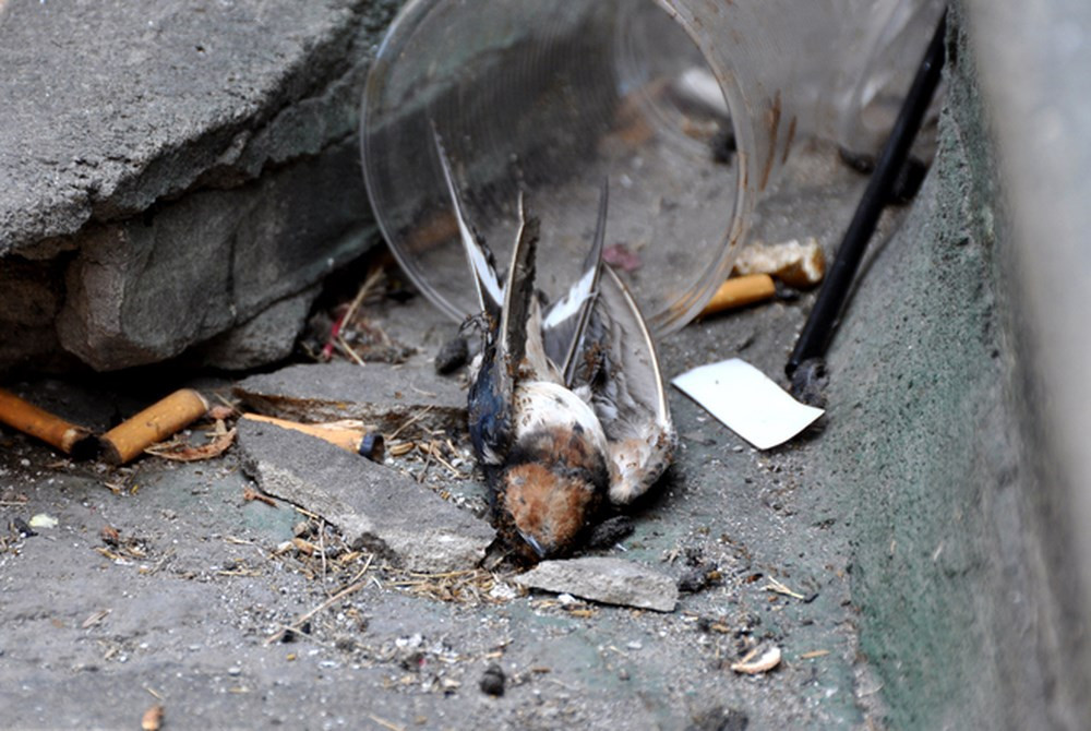 4. Phóng sinh theo kiểu hùa theo số đông, mang tính lễ nghi hình thức, không có thiện niệm khi thực hiện cũng là hành vi sai lạc với bản chất của việc phóng sinh. Ảnh: Ngôi Sao.