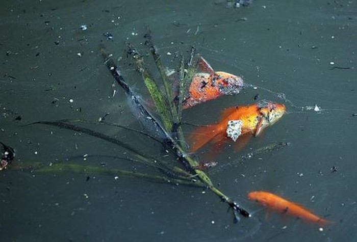 7. Phóng sinh kèm những hành vi thiếu ý thức như xả túi nylon, đổ tro vàng mã xuống nguồn nước là hành vi làm ô nhiễm môi trường, gây hại đến sự sống của nhiều loài động vật. Ảnh: Đất Việt.