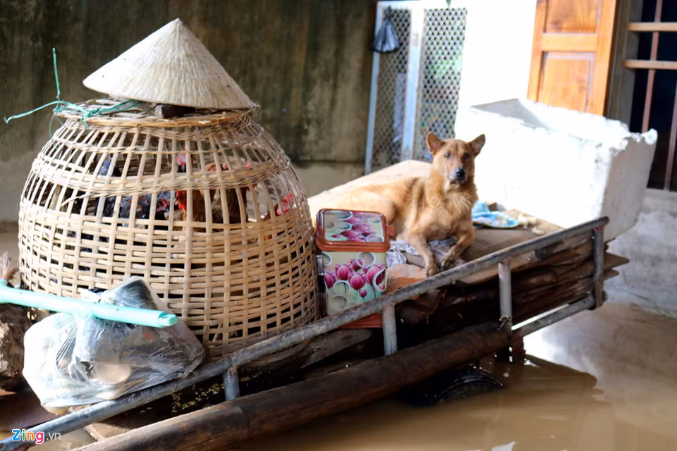 Người dân dùng mọi cách để kê cao tài sản, có khi chỉ là 1 chiếc xe bò lốp. Theo ông Nguyễn Khánh Thành - Chủ tịch UBND xã Thanh Xuân, huyện Thanh Chương, mưa lũ trong hai ngày (20, 21/8) đã khiến 10/17 xóm bị cô lập, nhiều nhà dân và ki - ốt bị ngập, 85 ha lúa, 75 ha đậu, 30 ha sắn, 10 ha rau màu các loại bị hư hỏng hoàn toàn.