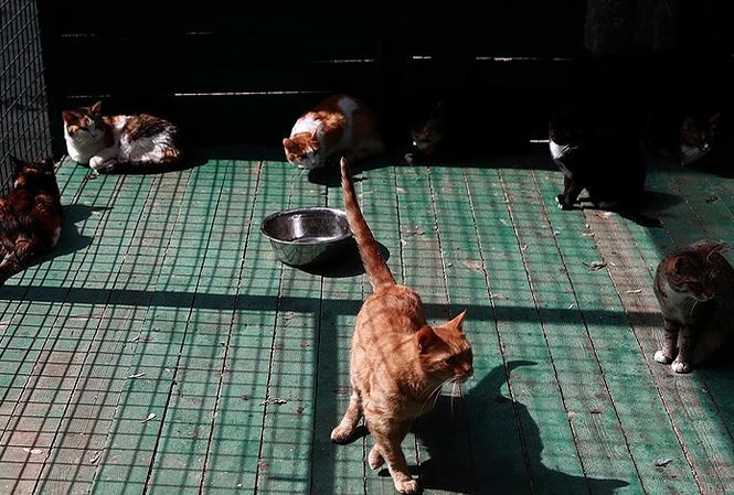 Chu meo bi bat khi dang van chuyen ma tuy vao tu