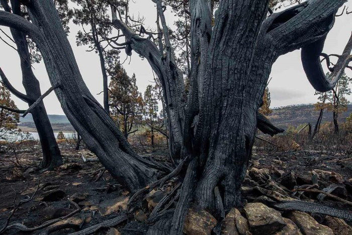 Một cây thuộc giống thông nghìn năm tuổi bị cháy ở hồ Mackenzie, Tasmania. Do biến đổi khí hậu, “sét khô” ngày càng gây ra nhiều đám cháy, làm chết các sinh vật hơn 1.000 năm tuổi trong rừng mưa. “Sét khô” là sét trong các cơn “dông khô”, tức cơn dông tạo ra sấm sét nhưng lượng mưa của nó bay hơi trước khi chạm đất. Ảnh: Rob Blakers.