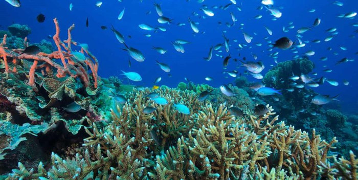 Một đợt nóng ở dưới nước năm 2016 và 2017 khiến một phần ba số san hô cứng bị chết. Ảnh trái là rặng san hô còn khỏe mạnh ở đảo Camiguin, Philippines, ảnh phải là san hô bị “cháy nắng” ở Queensland, Australia. Ảnh: Climate Council &amp; Ocean Agency.