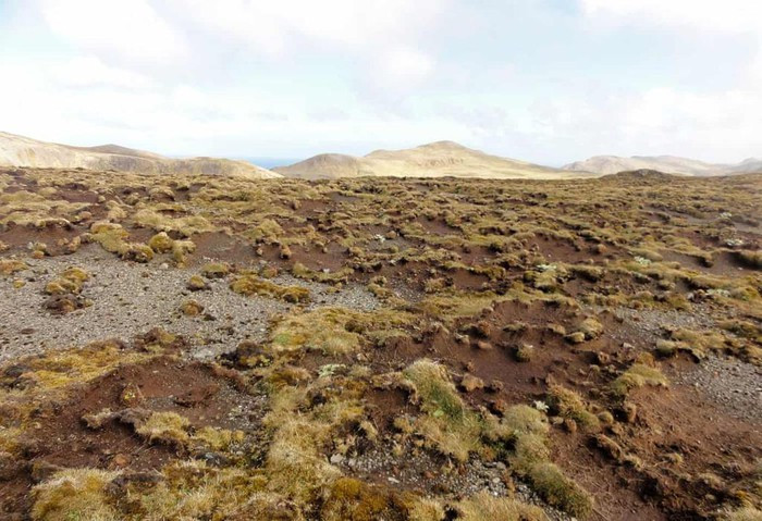 Rêu trên đảo Macquarie và ở Nam Cực đang giảm dần và hứng chịu bệnh tật khi thời tiết nóng lên. Ảnh: Dana Bergstrom.