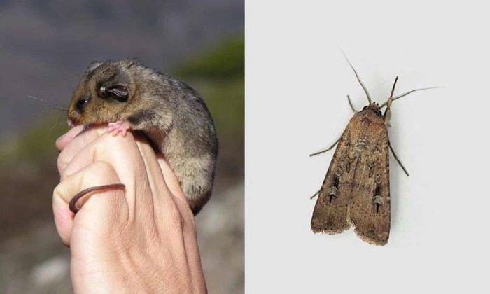 Các đợt nắng nóng kéo dài làm giảm số lượng “bogong moth” (ảnh phải - tên khoa học: Agrotis infusa), là một loài bướm bay vào ban đêm ở Australia. Thay đổi này đe dọa loài chuột túi có tên “mountain pygmy possum”, vốn coi loài bướm bay đêm là thức ăn. Ảnh: Australian Alps Collection.