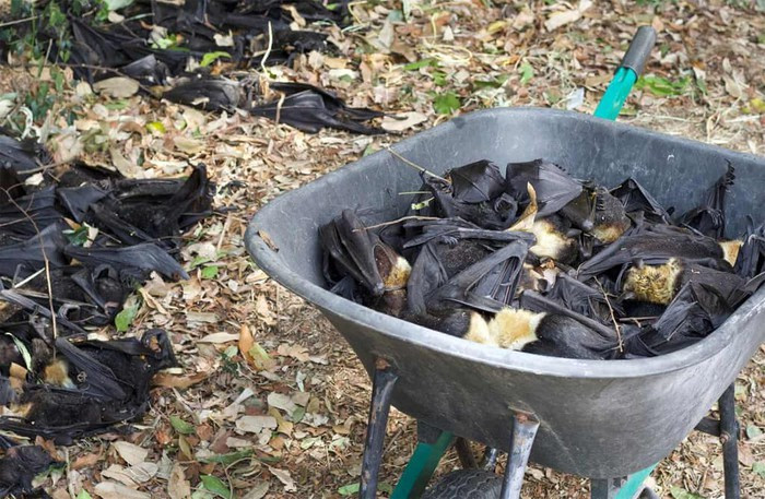 Một phần ba số cá thể cáo bay (thuộc chi Dơi) chết trong đợt sóng nhiệt ở Cairns năm 2018. Ảnh: David White.