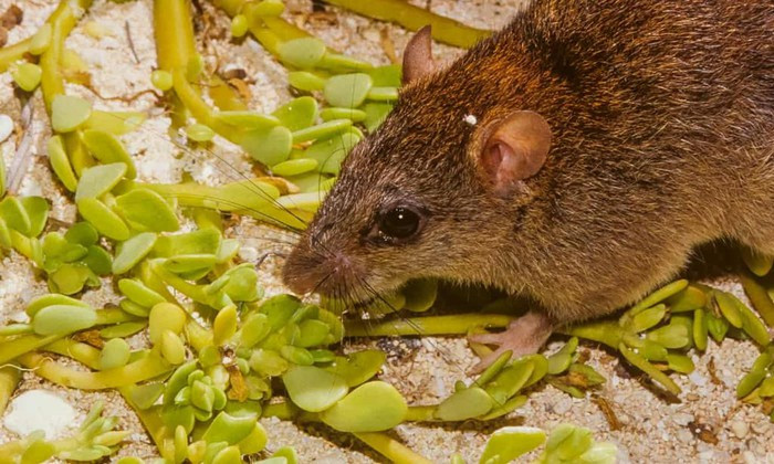 Các hoạt động phát quang, khai thác đất quá mức, và các loài sinh vật ngoại lai vốn đang tàn phá hệ sinh thái Australia, nhưng biến đổi khí hậu có thể là đòn giáng cuối cùng lên một số loài. Trong ảnh, một loài thuộc họ Chuột, có tên khoa học “Melomys rubicola”, tại eo biển Torres giữa Australia và New Gunea. Loài này được cho là đã tuyệt chủng. Ảnh: Bruce Thomson/Climate Council.