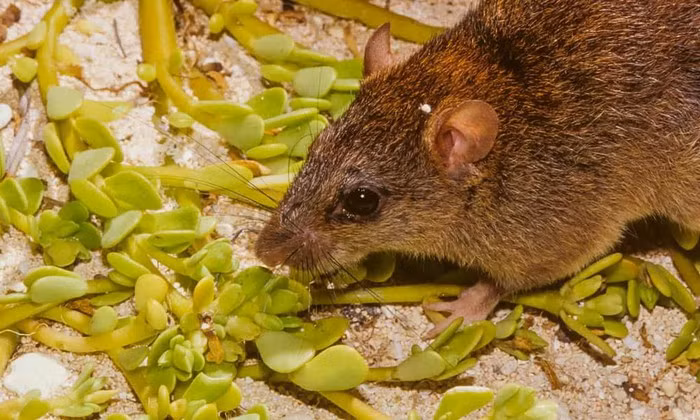 Các hoạt động phát quang, khai thác đất quá mức, và các loài sinh vật ngoại lai vốn đang tàn phá hệ sinh thái Australia, nhưng biến đổi khí hậu có thể là đòn giáng cuối cùng lên một số loài. Trong ảnh, một loài thuộc họ Chuột, có tên khoa học “Melomys rubicola”, tại eo biển Torres giữa Australia và New Gunea. Loài này được cho là đã tuyệt chủng. Ảnh: Bruce Thomson/Climate Council.