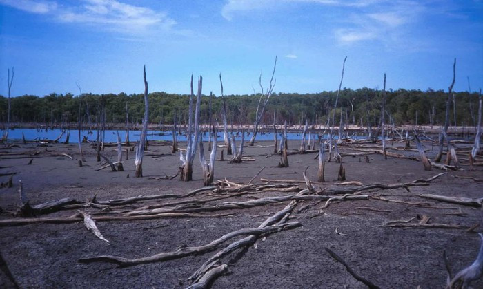 Climate Council, tổ chức phi lợi nhuận Australia được lập ra để cung cấp thông tin độc lập, xác tín về biến đổi khí hậu, vừa cung cấp loạt ảnh cho thấy hệ sinh thái và sinh vật hoang dã ở nước này đang chịu tác hại nặng nề. Trong ảnh, hiện tượng xâm nhập mặn ở Lãnh thổ phía Bắc của Australia tăng diện tích bãi bùn và rừng ngập mặn dọc sông East Alligator lên 9 lần. Ảnh: Mike Saynor/Climate Council.