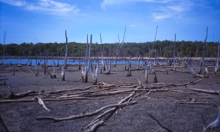 Climate Council, tổ chức phi lợi nhuận Australia được lập ra để cung cấp thông tin độc lập, xác tín về biến đổi khí hậu, vừa cung cấp loạt ảnh cho thấy hệ sinh thái và sinh vật hoang dã ở nước này đang chịu tác hại nặng nề. Trong ảnh, hiện tượng xâm nhập mặn ở Lãnh thổ phía Bắc của Australia tăng diện tích bãi bùn và rừng ngập mặn dọc sông East Alligator lên 9 lần. Ảnh: Mike Saynor/Climate Council.