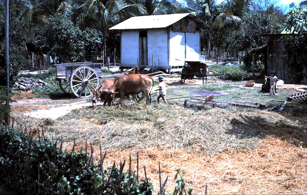 Chú bé trông coi hai chú bò của gia đình tài vùng nông thôn miền Nam năm 1968.