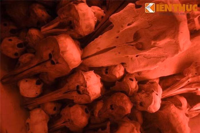 Hai bên bàn thờ chính là các bàn Đông Hiến, Tây Hiến, thờ hàng chục bộ xương Cá Ông về sau này. Các bộ xương ở đây có đủ các kích cỡ, thuộc nhiều loài cá heo, cá voi khác nhau...