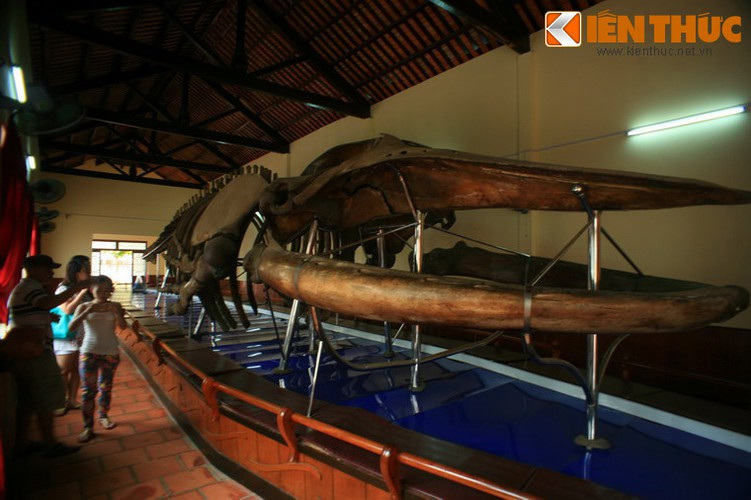 Đặc biệt, dinh Vạn Thủy Tú lưu giữ bộ xương cá voi được coi là lớn nhất Việt Nam. Bộ xương này có tuổi đời hơn 2 thế kỷ, dài đến 22 mét. Theo ước tính, khi còn sống Cá Ông phải nặng đến cả trăm tấn.