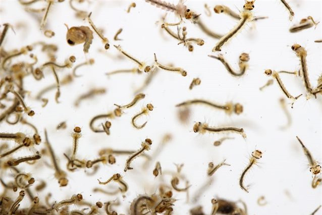 Thu vi khong tuong nhung trang trai doc la nhat the gioi-Hinh-4