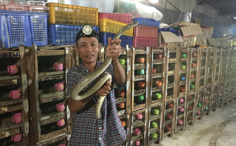 Den noi co dan ran doc hon 1.000 con, dai ca met