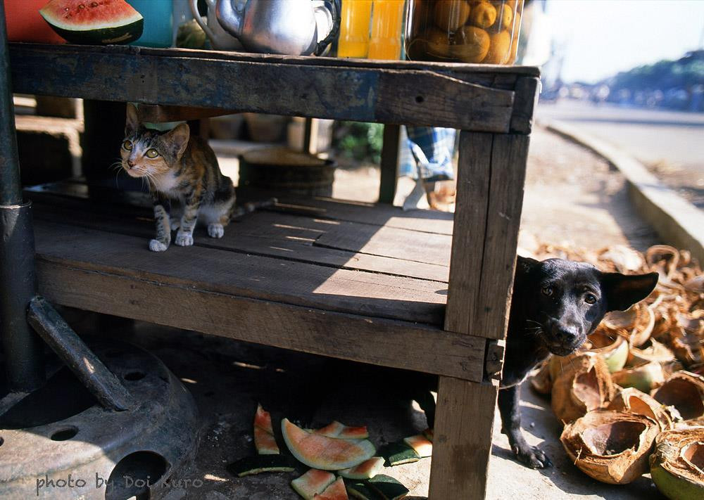 Chó mực chui dưới gầm bàn, phía trên là một chú mèo mướp, 1990.