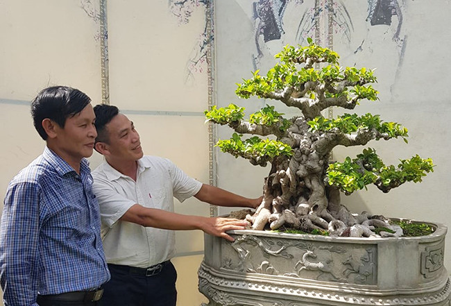 Theo chủ nhân của tác phẩm, trước kia cây si đỏ thuộc một gia đình có truyền thống chơi cây cảnh ở Bình Định. Sau nhiều năm theo đuổi, cách đây 2 năm, ông Tuyền đã mua được. Cây phôi bán đầu có tuổi đời hơn 100 năm.