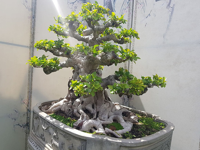 Nhìn tứ diện, bông tay tạo ra mảng khối rất rõ ràng, có chiều sâu, là sự hợp lý giữa yếu tố không gian và thời gian...