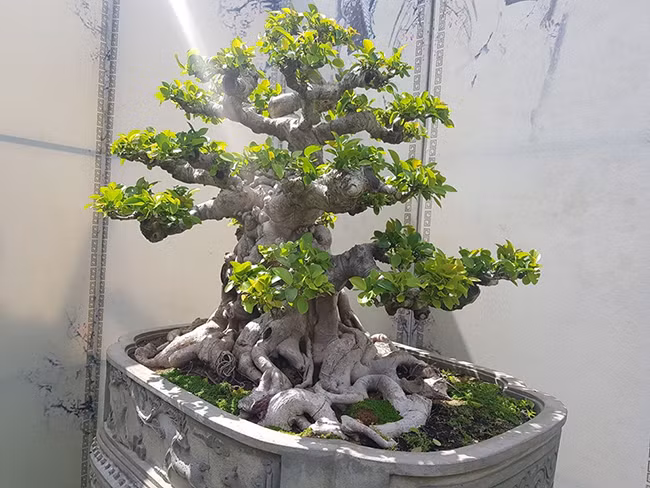 Nhìn tứ diện, bông tay tạo ra mảng khối rất rõ ràng, có chiều sâu, là sự hợp lý giữa yếu tố không gian và thời gian...