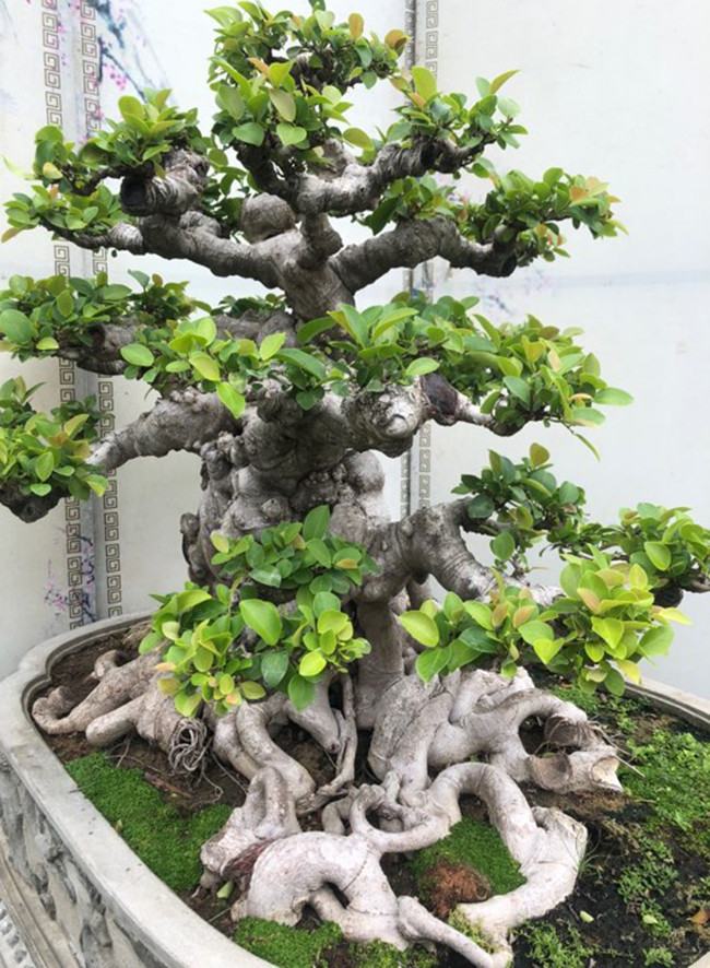 Cây cao khoảng 90 cm, hoành thân hơn 100cm, mâm rễ tỏa đều các hướng tạo ra sự vững chãi như một đại cổ mộc hùng vĩ ngoài thiên nhiên ngàn năm tuổi.