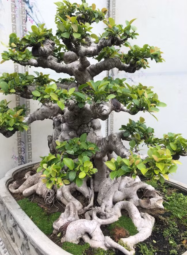 Cây cao khoảng 90 cm, hoành thân hơn 100cm, mâm rễ tỏa đều các hướng tạo ra sự vững chãi như một đại cổ mộc hùng vĩ ngoài thiên nhiên ngàn năm tuổi.