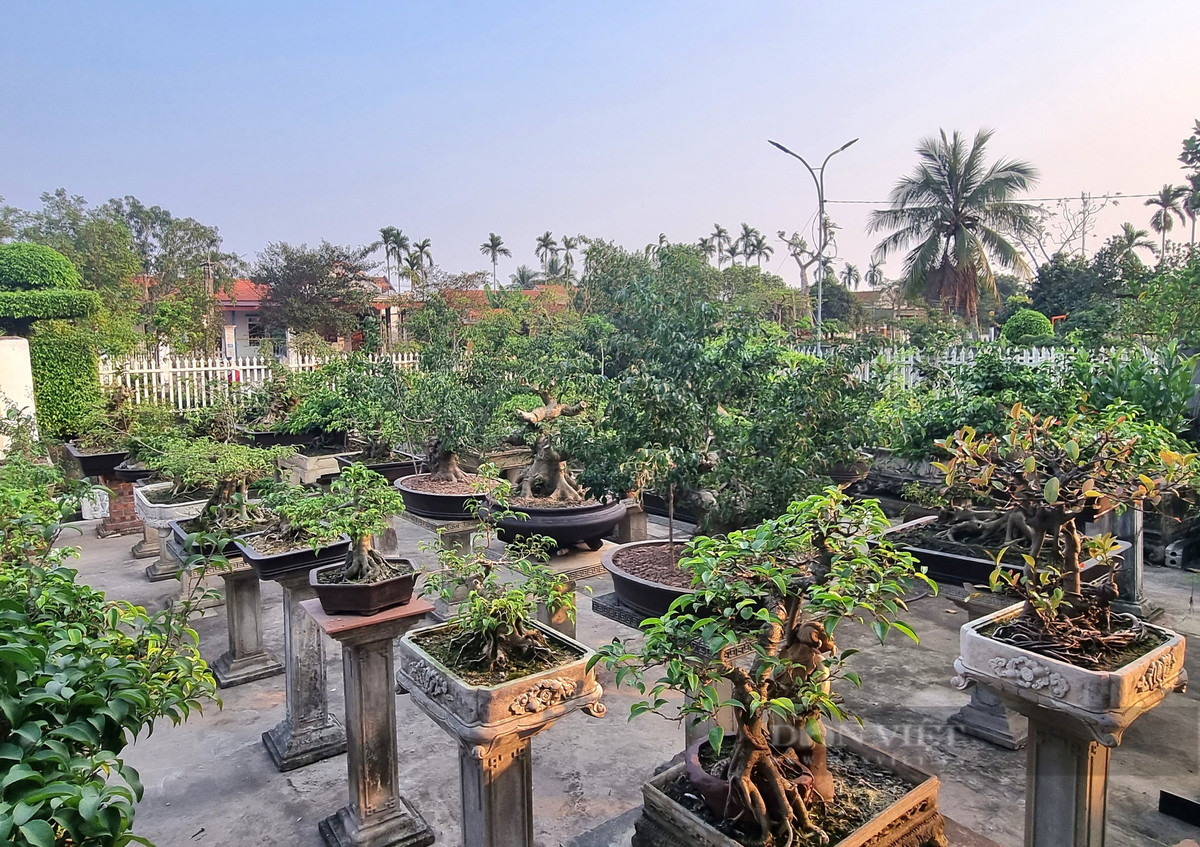 Cach tan 2 cay sanh co thu thanh cong nha dep nhu phim-Hinh-10