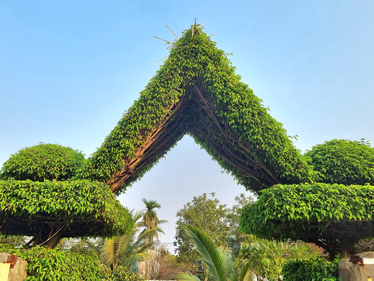 Cach tan 2 cay sanh co thu thanh cong nha dep nhu phim-Hinh-3