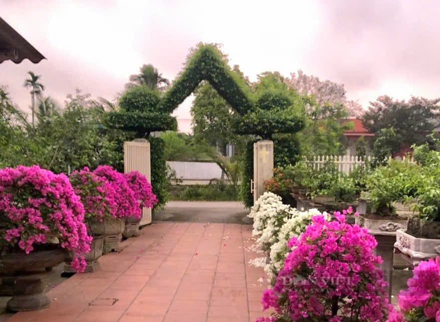 Cach tan 2 cay sanh co thu thanh cong nha dep nhu phim-Hinh-5