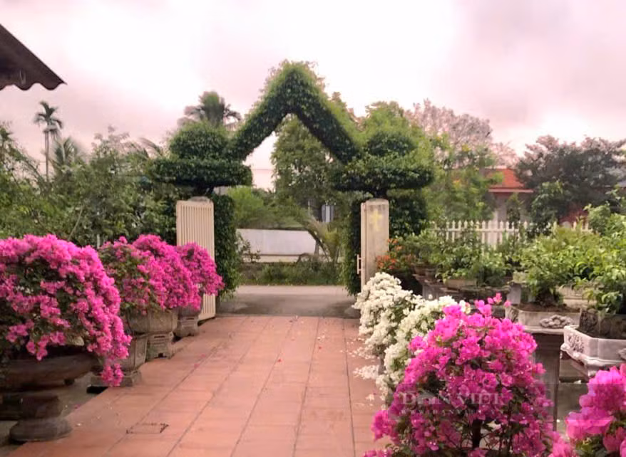 Cach tan 2 cay sanh co thu thanh cong nha dep nhu phim-Hinh-5