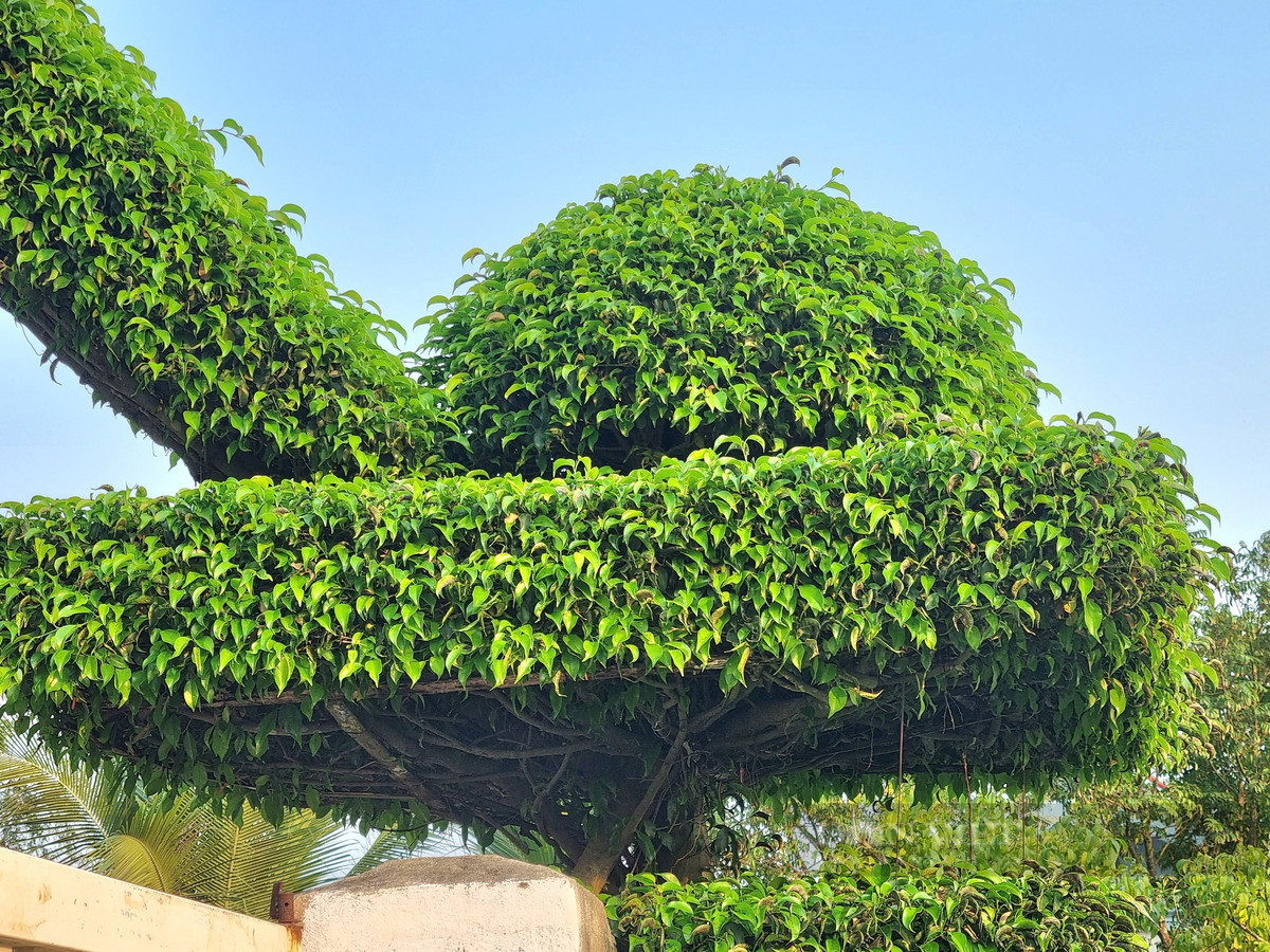 Cach tan 2 cay sanh co thu thanh cong nha dep nhu phim-Hinh-7