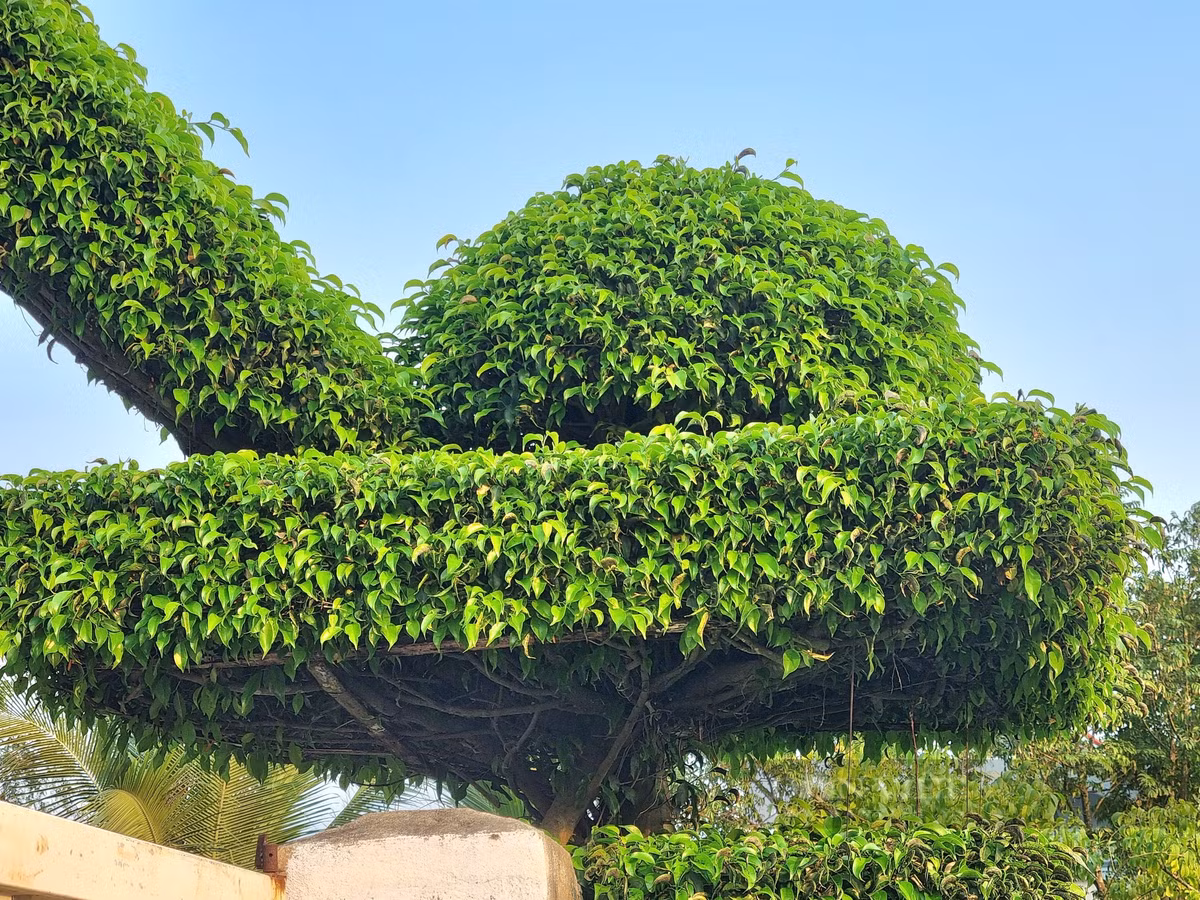 Cach tan 2 cay sanh co thu thanh cong nha dep nhu phim-Hinh-7