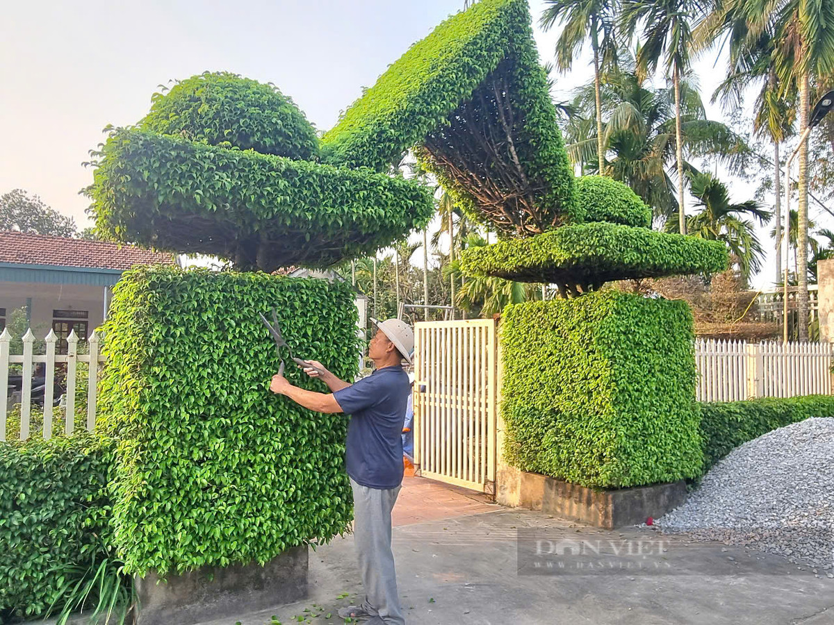 Cach tan 2 cay sanh co thu thanh cong nha dep nhu phim-Hinh-6