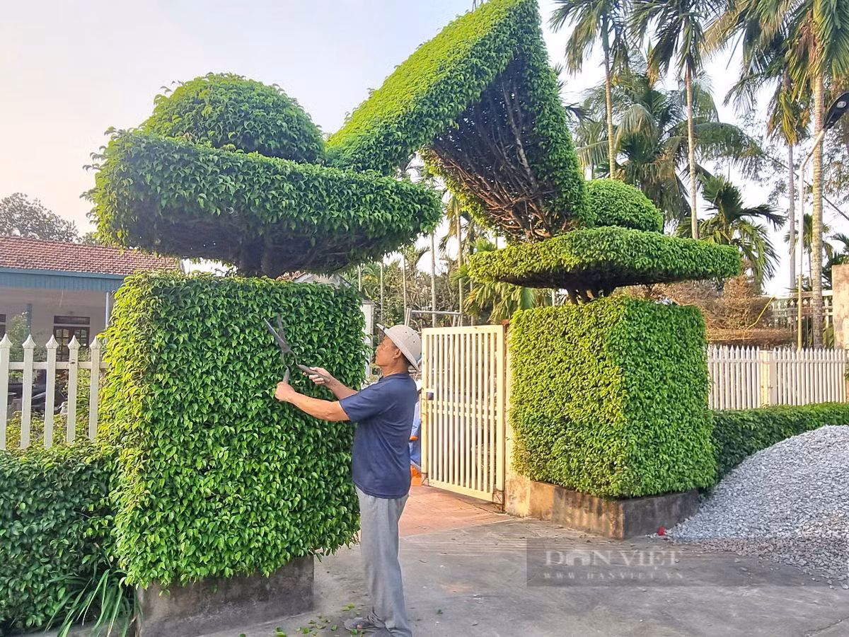 Cach tan 2 cay sanh co thu thanh cong nha dep nhu phim-Hinh-6