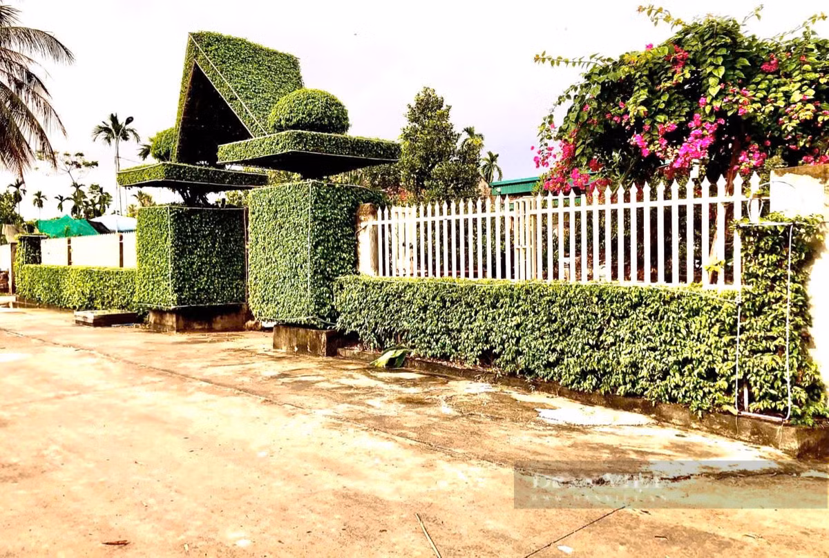 Cach tan 2 cay sanh co thu thanh cong nha dep nhu phim-Hinh-2