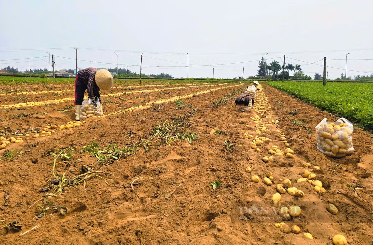 Nong dan duoc mua khoai tay, can ngay tai ruong dem tien lien tay-Hinh-5
