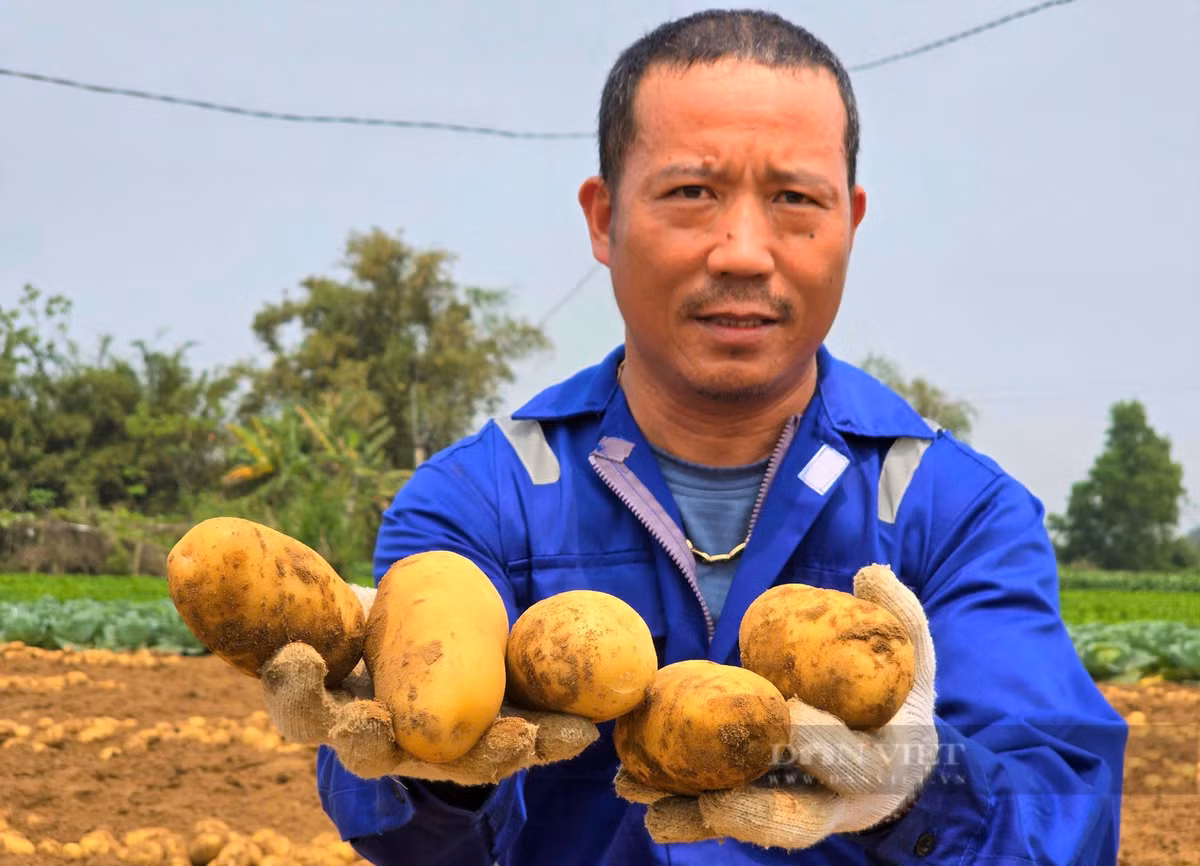 Nong dan duoc mua khoai tay, can ngay tai ruong dem tien lien tay-Hinh-4