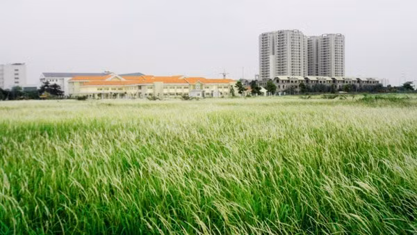 Những bông lau bay nhẹ trong gió làm cho khung cảnh nơi đây trở nên thơ mộng. Nơi đây còn là chỗ chụp hình lý tưởng cho các bạn trẻ bởi khung cảnh nên thơ.