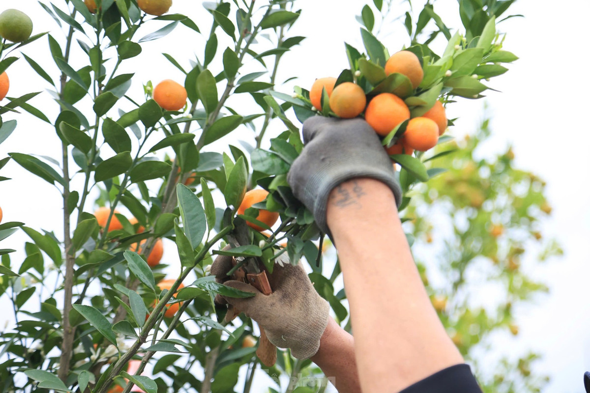 Ông Nguyễn Văn Độ, chủ một nhà vườn quất ở Tứ Liên cho hay: "Tôi có hơn 500 gốc, thuê 3 thợ từ Hưng Yên lên làm uốn, gò, tạo dáng liên tục trong 10 ngày sẽ hoàn tất. Những cây được chọn đưa vào bình để tạo dáng là những cây được lựa chọn kỹ càng, được trồng từ 3 đến 5 năm tuổi trở lên".