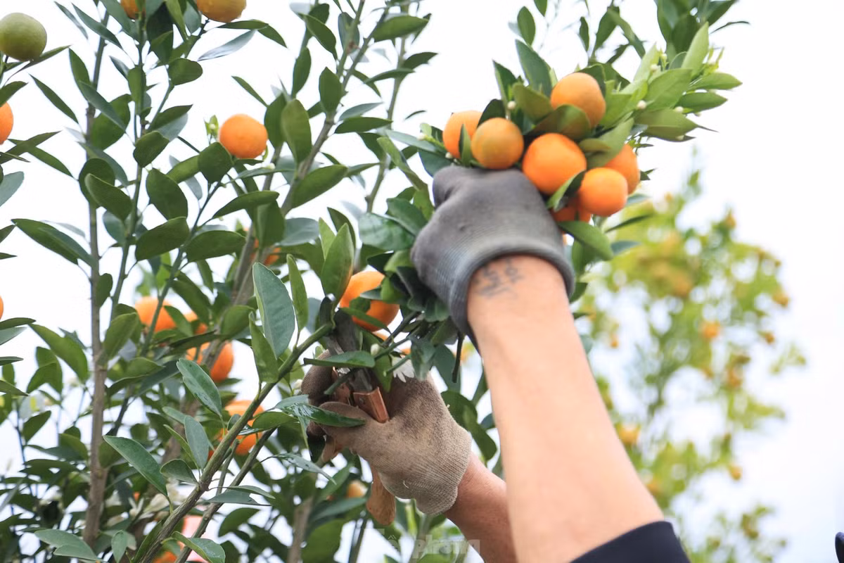 Ông Nguyễn Văn Độ, chủ một nhà vườn quất ở Tứ Liên cho hay: "Tôi có hơn 500 gốc, thuê 3 thợ từ Hưng Yên lên làm uốn, gò, tạo dáng liên tục trong 10 ngày sẽ hoàn tất. Những cây được chọn đưa vào bình để tạo dáng là những cây được lựa chọn kỹ càng, được trồng từ 3 đến 5 năm tuổi trở lên".