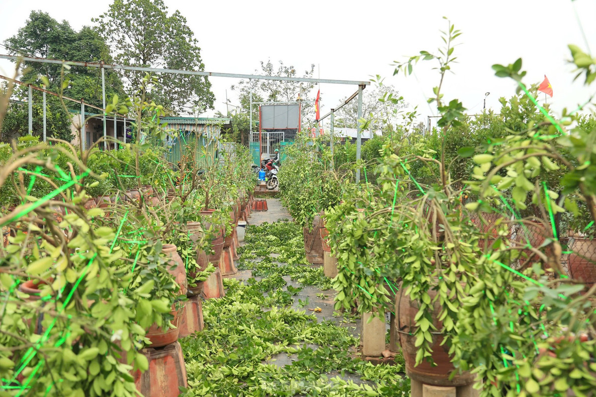 Không khí làm việc tại các nhà vườn thời điểm này rất nhộn nhịp. Những nhóm thợ lành nghề từ huyện Văn Giang (Hưng Yên) được trả công từ 500.000 đồng đến 1 triệu đồng/người/ngày.